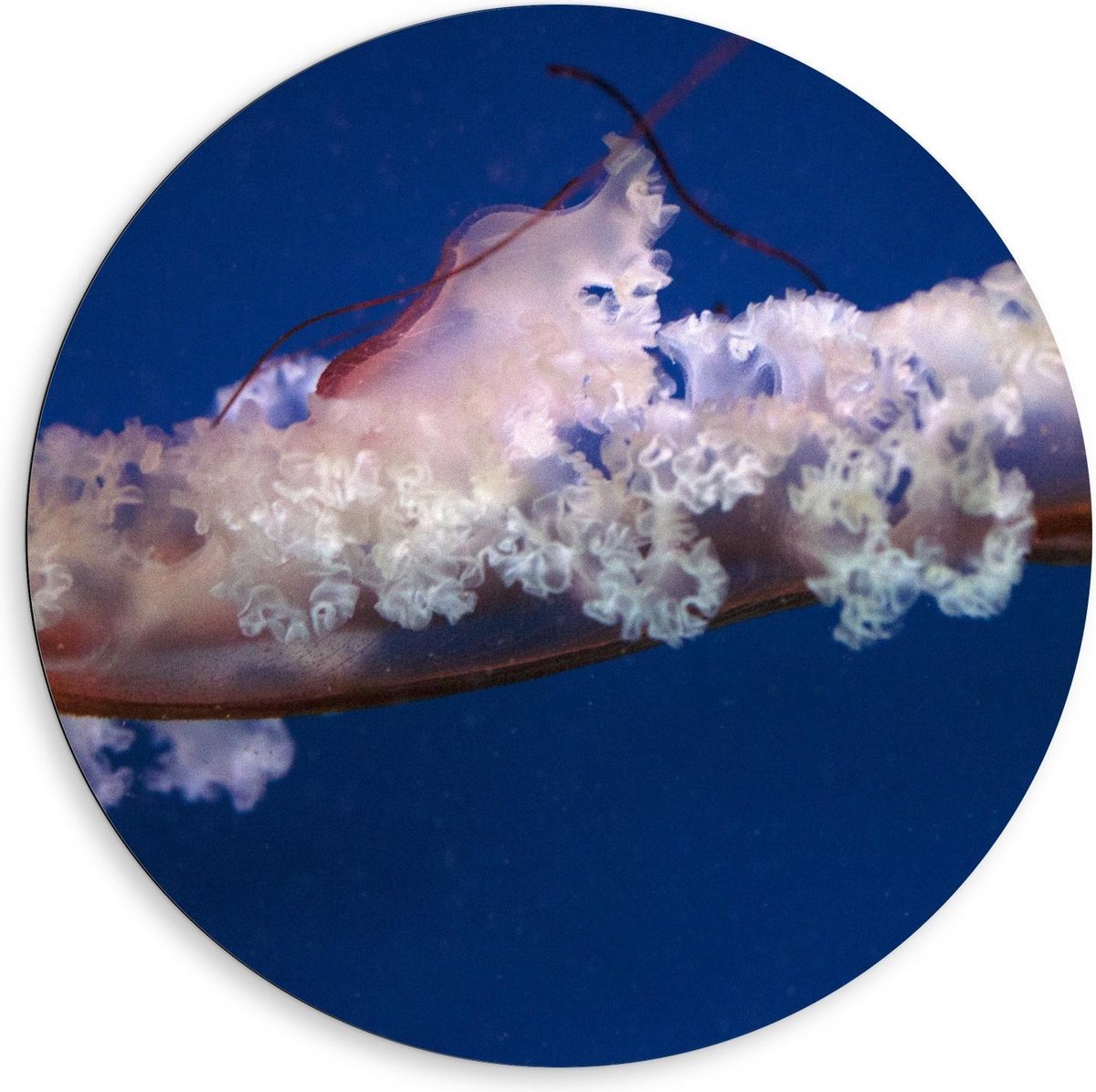 KuijsFotoprint Dibond Wandcirkel - Kwal in Water - 80x80cm Foto op Aluminium Wandcirkel (met ophangsysteem) Blauw