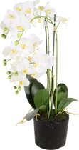 Phalaenopsis 5-tak - 68 cm