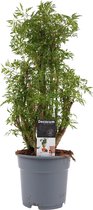 Hellogreen Kamerplant - Polyscias Hawaiiana Ming Vertakt - 50 cm