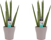 Decorum Duo Sansevieria Cylindrica met sierpot Anna taupe  ()