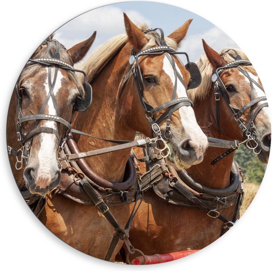 Dibond Wandcirkel - Belgische Paarden voor de Kar - Foto op Aluminium Wandcirkel (met ophangsysteem)