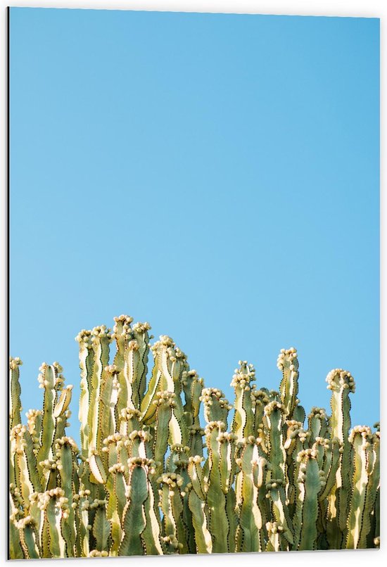 Dibond - Allemaal Groene Cactussen met Blauwe Achtergrond - 60x90cm Foto op Aluminium (Wanddecoratie van metaal)