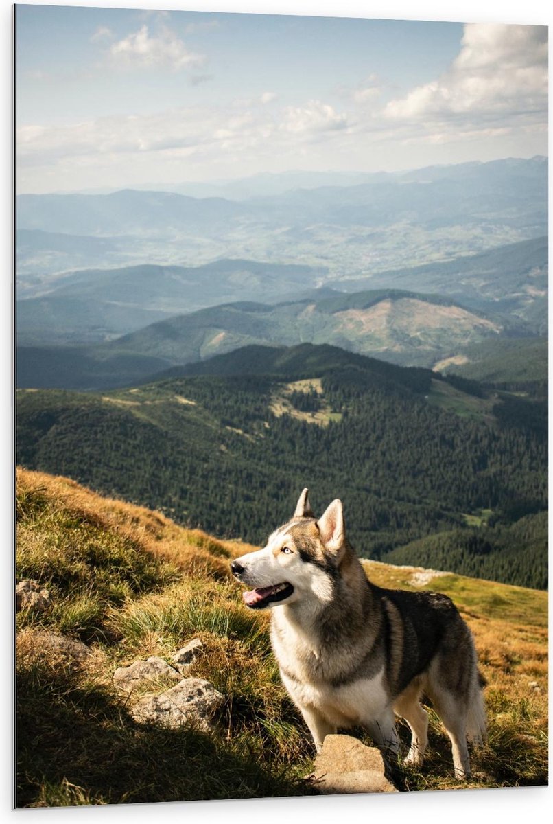 Dibond - Husky op hoge Berg - 80x120cm Foto op Aluminium (Wanddecoratie van metaal)