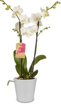 Orchidee van Botanicly – Orchidee incl. sierpot wit als set – Hoogte: 50 cm, 2 takken – Phalaenopsis Multiflora Snowflake