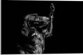 Acrylglas - Hond die aan Poot likt in Zwart Wit  - 60x40cm Foto op Acrylglas (Met Ophangsysteem)