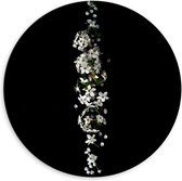 Dibond Wandcirkel - Witte Bloemen op Zwarte Achtergrond  - 60x60cm Foto op Aluminium Wandcirkel (met ophangsysteem)