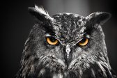 Aluminium Schilderij Eagle Owl
