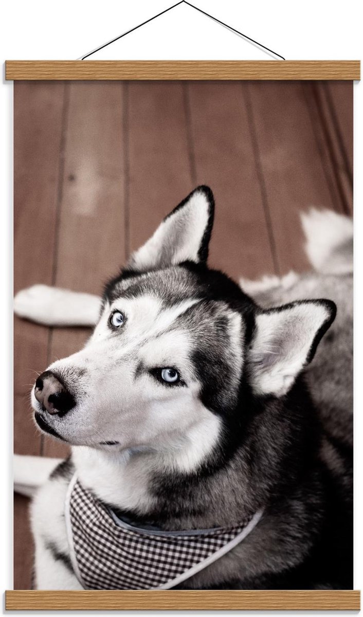 Schoolplaat – Husky op Houten Vloer - 40x60cm Foto op Textielposter (Wanddecoratie op Scho