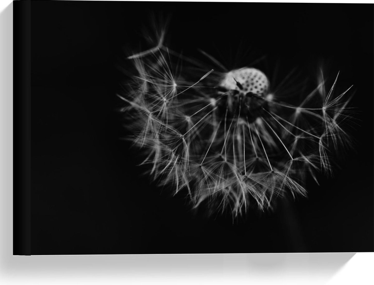 Canvas Paardenbloem in Zwart Wit 40x30cm Foto op Canvas
