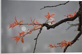 Acrylglas - Tak met Oranje Blaadjes en Volle Maan op de Achtergrond  - 60x40cm Foto op Acrylglas (Met Ophangsysteem)