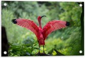 Tuinposter – Roze Tropische Vogel  - 60x40cm Foto op Tuinposter  (wanddecoratie voor buiten en binnen)