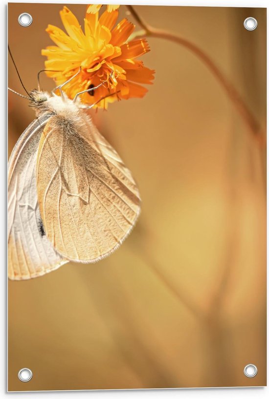 Tuinposter – Witte Vlinder op Gele Bloem - 40x60cm Foto op Tuinposter  (wanddecoratie voor buiten en binnen)