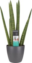 Sansevieria Cylindrica met Elho brussels antracite