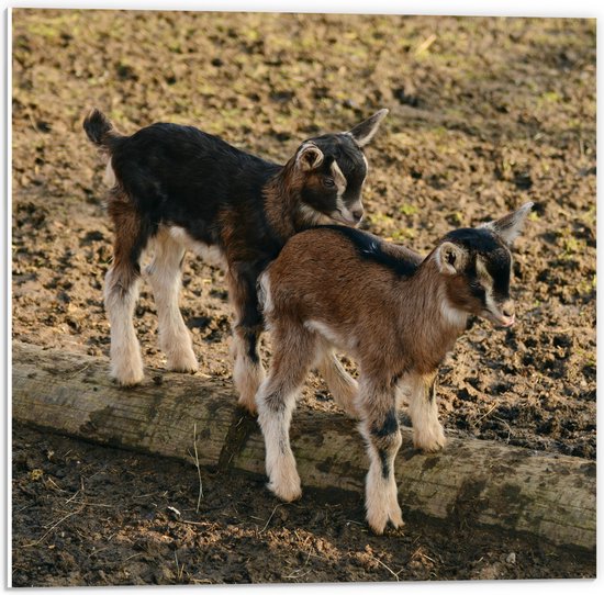 WallClassics - PVC Schuimplaat - Twee Baby Geitjes op een Boomstam - 50x50 cm Foto op PVC Schuimplaat (Met Ophangsysteem)