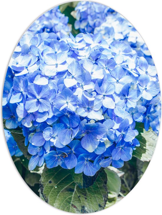 WallClassics - PVC Schuimplaat Ovaal - Grote Blauwe Hortensia Bloemen - 60x80 cm Foto op Ovaal  (Met Ophangsysteem)