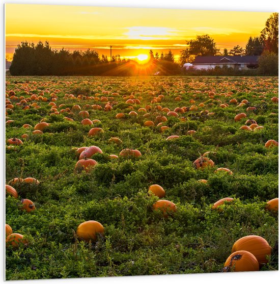 WallClassics - Plaque de Mousse PVC - Soleil Couchant au Champ de Citrouilles - 100x100 cm Photo sur Plaque de Mousse PVC (Avec Système d'accrochage)