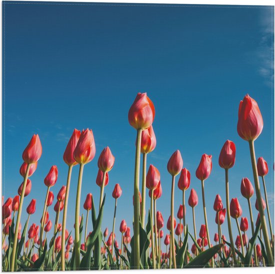 WallClassics - Vlag - Onderaanzicht van Roze Tulpenveld - 50x50 cm Foto op Polyester Vlag