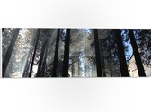 WallClassics - PVC Schuimplaat- Donkere Bomen met Zon - 60x20 cm Foto op PVC Schuimplaat