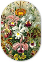 Muurovaal - Kunststof Wanddecoratie - Ovalen Schilderij - Planten - Natuur - Bloemen - Ernst Haeckel - 40x60 cm - Ovale spiegel vorm op kunststof