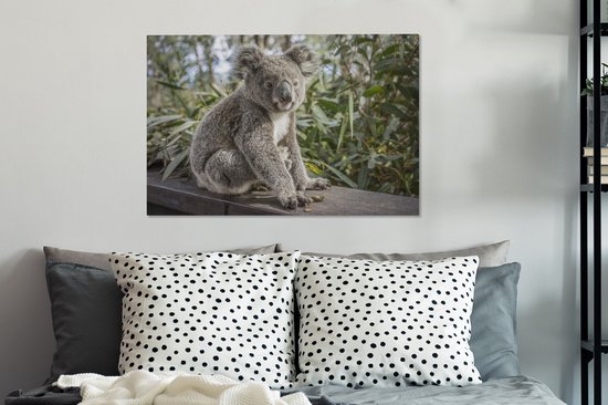 Koala assis en Australie Toile 80x60 cm - Tirage photo sur toile (Décoration murale salon / chambre) / Peintures sur toile Animaux