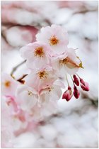 WallClassics - Poster Glossy – Brindille Fleur Rose Clair - 40x60 cm Photo sur Papier Poster avec Finition Brillante