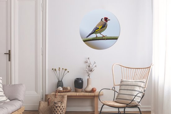 Un pinson coloré sur une branche Cercle mural aluminium ⌀ 60 cm - impression photo sur cercle mural / cercle vivant / cercle de jardin (décoration murale)