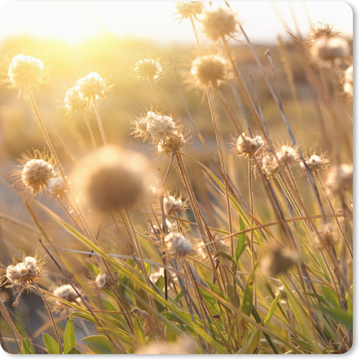 Muismat 30x30 cm - Mousepad Planten - Natuur - Bloemen - Zon - Horizon - Muismatten