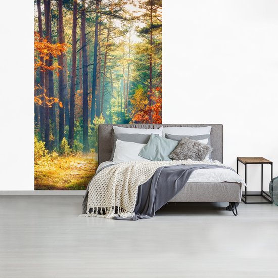 Behang - Fotobehang Bos - Zon - Natuur - Herfst - Breedte 225 cm x hoogte 350 cm