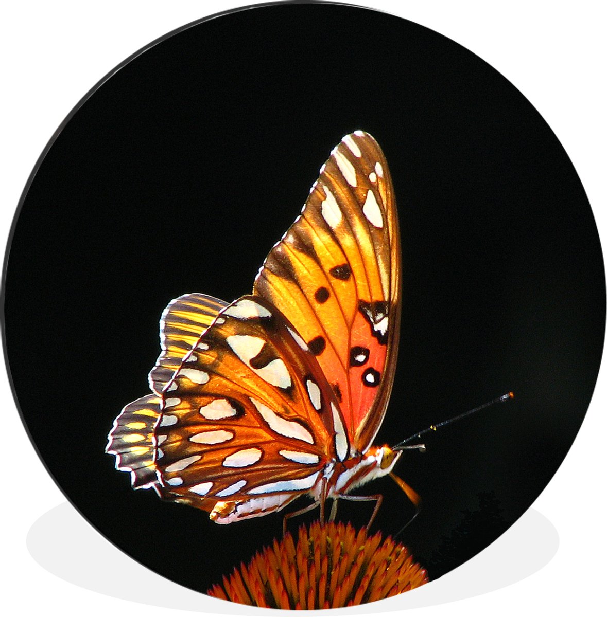 WallCircle - Wandcirkel - Muurcirkel - Vlinder - Bloemen - Insect - Portret - Zwart - Oranje - Aluminium - Dibond - 140x140 cm - Binnen en Buiten