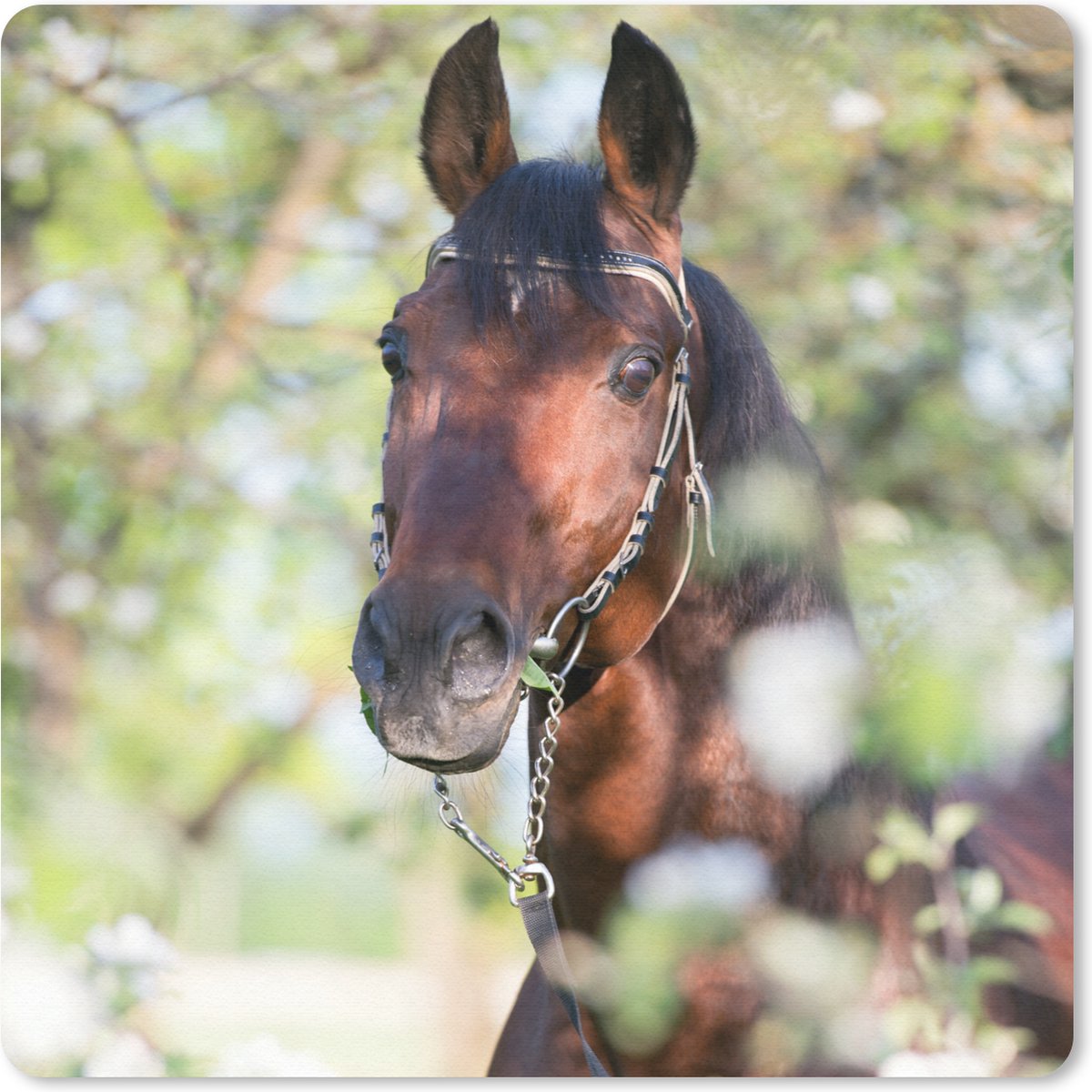 Muismat 30x30 cm - Mousepad Paarden - Bloesem - Lente - Dieren - Muismatten