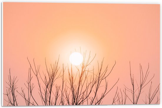 WallClassics - PVC Schuimplaat- Roze Lucht en Zon bij Boomtoppen - 60x40 cm Foto op PVC Schuimplaat