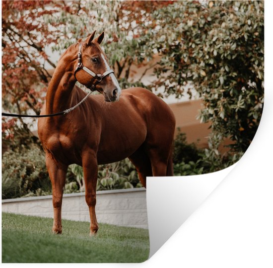 Stickers muraux - Cheval - Arbre - Licol - 100x100 cm - Feuille adhésive XXL