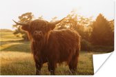 Poster Schotse hooglander - Gras - Zon - 30x20 cm