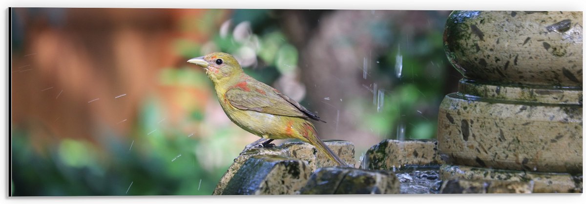 Dibond - Gele Tangare Vogel bij een Fontein - 60x20 cm Foto op Aluminium (Met Ophangsystee