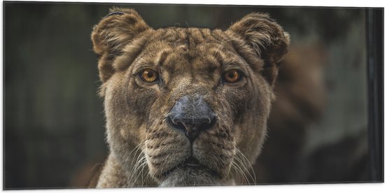 WallClassics - Drapeau - Strict Leewin - 100x50 cm Photo sur Drapeau Polyester