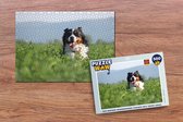 Puzzle Un bouvier Berner parmi les hautes herbes - Puzzle - Puzzle 500 pièces