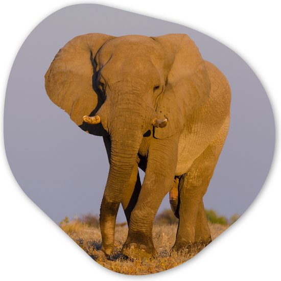 Organische Wanddecoratie - Kunststof Muurdecoratie- Organisch Schilderij - Afrikaanse olifant in het zand- 60x60 cm - Organische spiegel vorm op kunststof