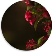 WallClassics - Dibond Muurcirkel - Roze Bloemen - 50x50 cm Foto op Aluminium Muurcirkel (met ophangsysteem)