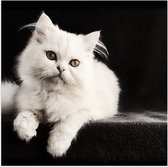 WallClassics - Poster (Matte) - Chat Witte sur Fond Noir - 50x50 cm Photo sur Papier Poster d'aspect Mat
