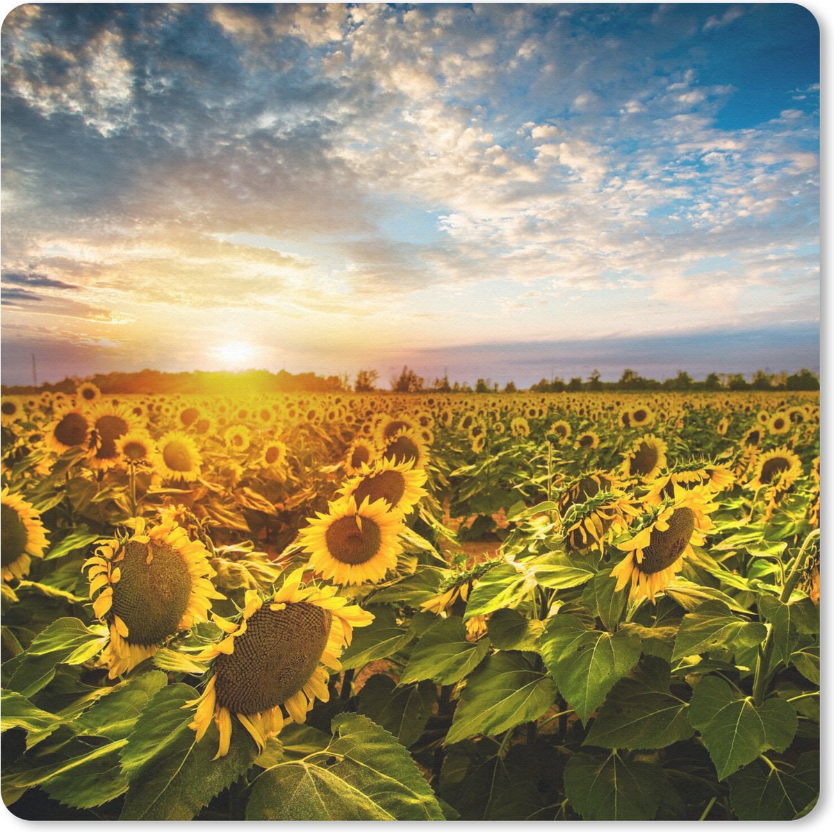 Muismat 30x30 cm - Mousepad Bloemen - Zonnebloem - Lucht - Muismatten