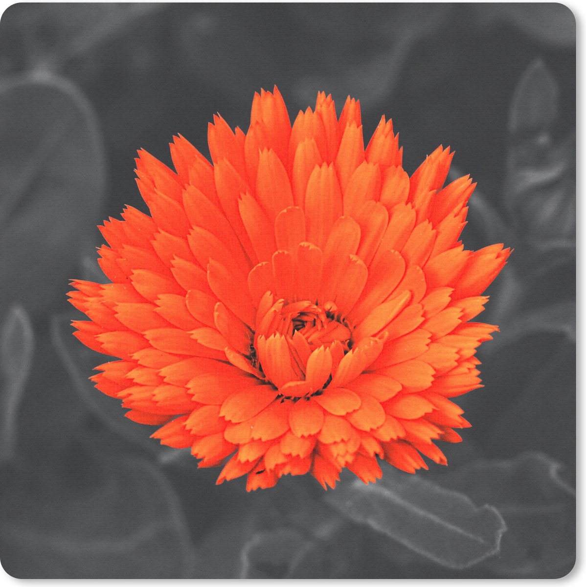 Muismat 30x30 cm - Mousepad Bloemen - Oranje - Zwart - Wit - Muismatten