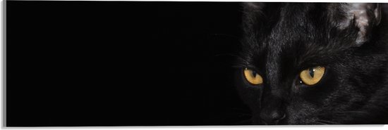 WallClassics - Acrylglas - Zwarte Kat met Zwarte Achtergrond - 60x20 cm Foto op Acrylglas (Met Ophangsysteem)