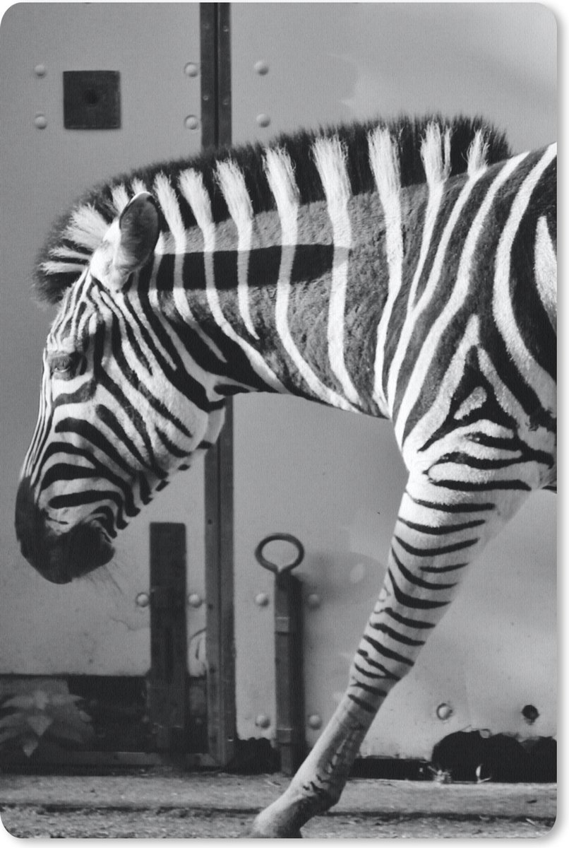 Muismat 18x27 cm - Mousepad Zebra - Muur - Deur - Dieren - Zwart wit - Muismatten