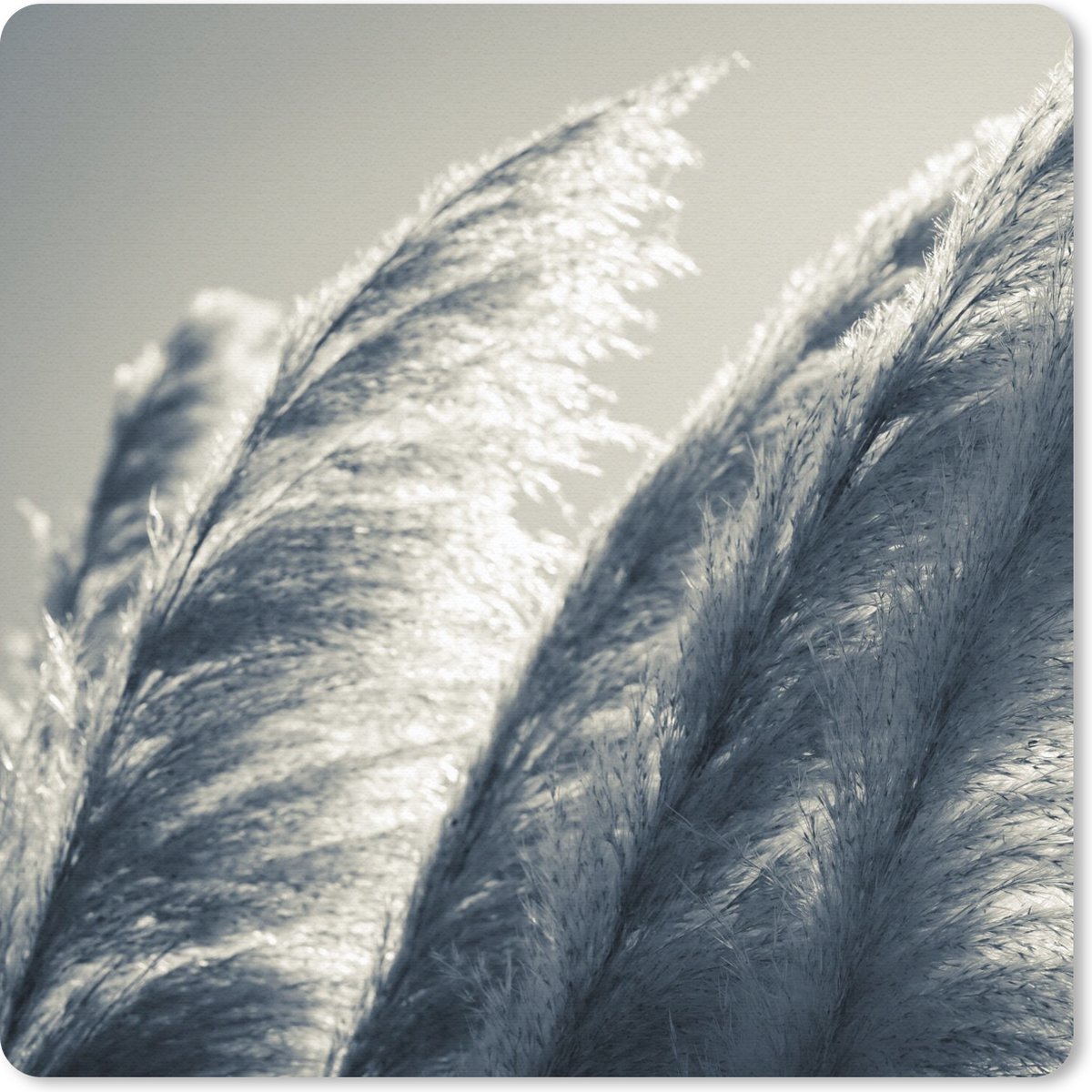 Muismat 20x20 cm - Mousepad Pampasgras - Zwart - Wit - Natuur - Muismatten