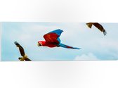 WallClassics - PVC Schuimplaat - Vliegende Vogels Ara Papegaaien - 90x30 cm Foto op PVC Schuimplaat (Met Ophangsysteem)