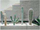 WallClassics - Poster Glossy - Jardinière Cactus - 40x30 cm Photo sur Papier Poster avec Finition Brillante