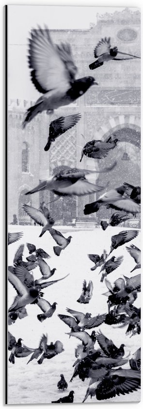 WallClassics - Dibond - Vliegende Duiven in de Sneeuw - 20x60 cm Foto op Aluminium (Met Ophangsysteem)