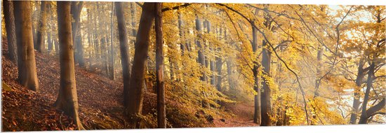 WallClassics - Acrylglas - Zonnestralen tussen Herfstbos - 150x50 cm Foto op Acrylglas (Met Ophangsysteem)