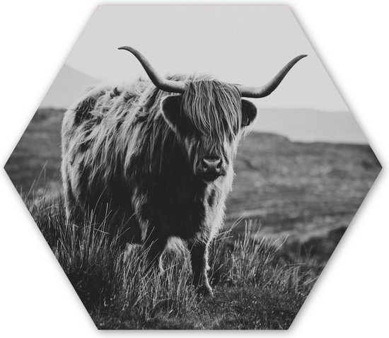 Hexagon wanddecoratie - Kunststof Wanddecoratie - Hexagon Schilderij - Schotse hooglander - Natuur - Koeien - Dieren - Zwart wit - 120x103 cm
