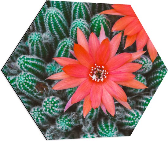 WallClassics - Dibond Hexagon - Rode Bloemen op Cactusjes - 80x69.6 cm Foto op Hexagon (Met Ophangsysteem)